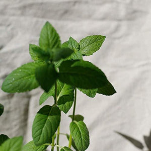 Organic Peppermint Essential Oil (0.3 fl.oz)